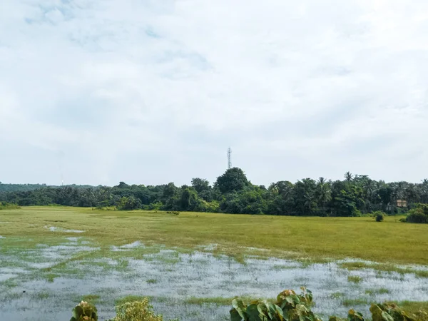 Uma Vista Campos Verdes Uma Área Pantanosa Perto Uma Floresta — Fotografia de Stock