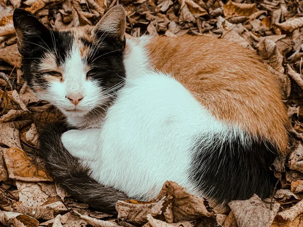 Egy Közelkép Egy Háromszínű Macskáról Őszi Leveleken — Stock Fotó