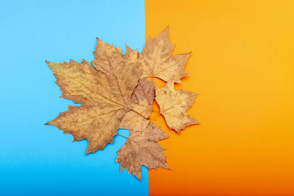 Dry Autumn Leaf Blue Orange Background — Stock Photo, Image