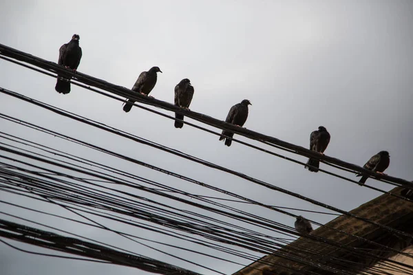 Tiro Baixo Ângulo Pássaros Empoleirados Uma Linha Energia — Fotografia de Stock