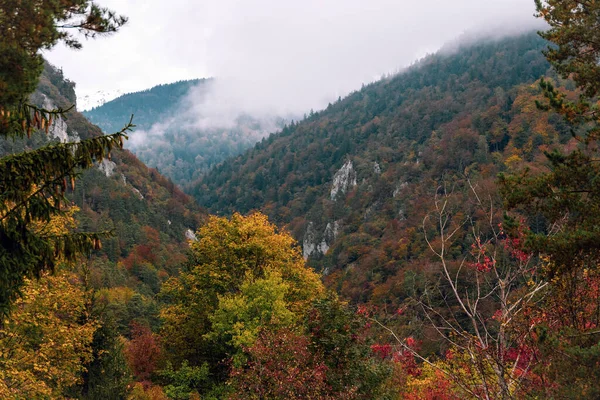 Крупный План Осеннего Леса Горах — стоковое фото