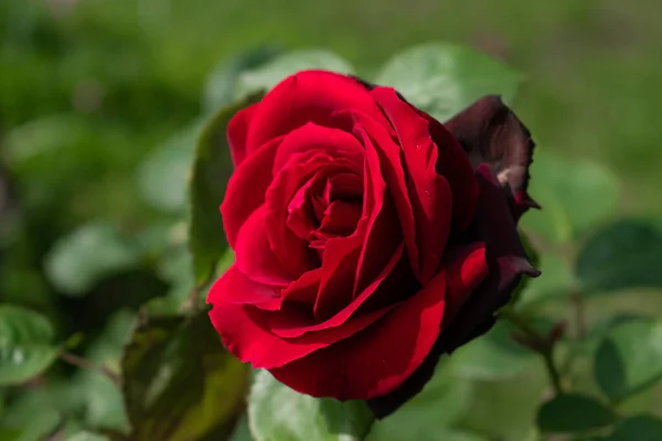 Zbliżenie Ujęcie Czerwonej Róży Ogrodzie — Zdjęcie stockowe