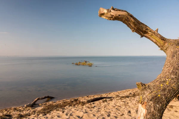 無人島の海岸の枯れ木のクローズアップ — ストック写真
