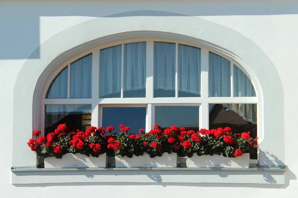 Gros Plan Belles Fleurs Rouges Devant Fenêtre Une Maison Moderne — Photo