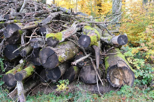 Ein Stapel Alter Holzstämme Wald — Stockfoto