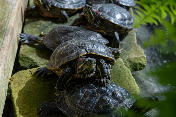 Een Close Shot Van Schildpadden Dierentuin Omgeven Door Water Groen — Stockfoto