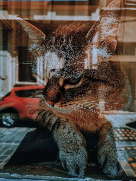 Vertical Shot Cute Cat Looking Out Window Street Reflected Window — Stock Photo, Image