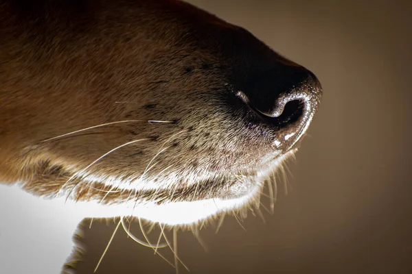 A closeup shot of a dogs nose and whiskers