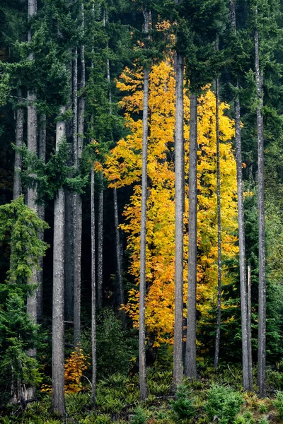 Vertical Shot Forest Fall Vancouver Island Canada — Stock Photo, Image