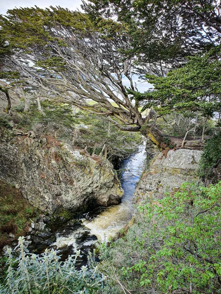 Beau Paysage Une Minuscule Cascade Des Arbres Dans Forêt Jour — Photo