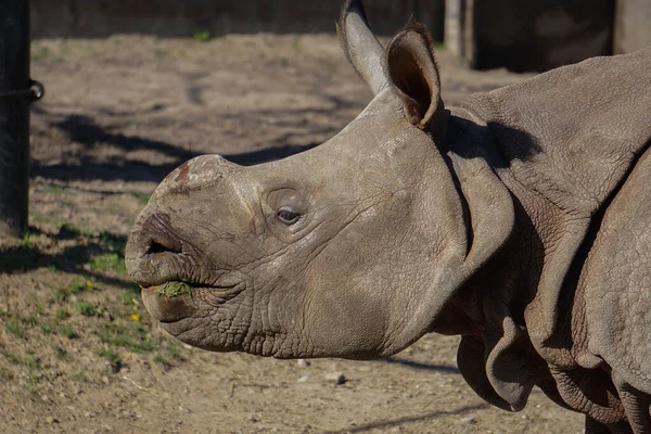 Nahaufnahme Des Kopfes Eines Nashorns Zoo — Stockfoto