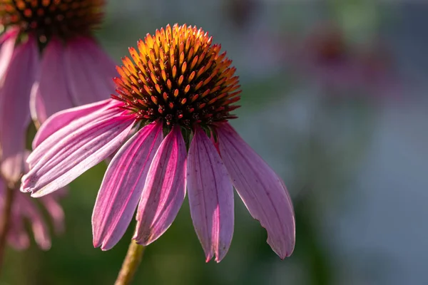绿地盛开的菊花的选择性聚焦镜头 — 图库照片
