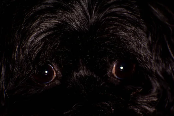 Gros Plan Des Yeux Des Chiens Affenpinscher — Photo