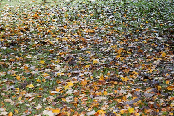 Strzał Kolorowych Jesiennych Liści Spadających Ziemię Wyglądających Jak Dywan Idealny — Zdjęcie stockowe
