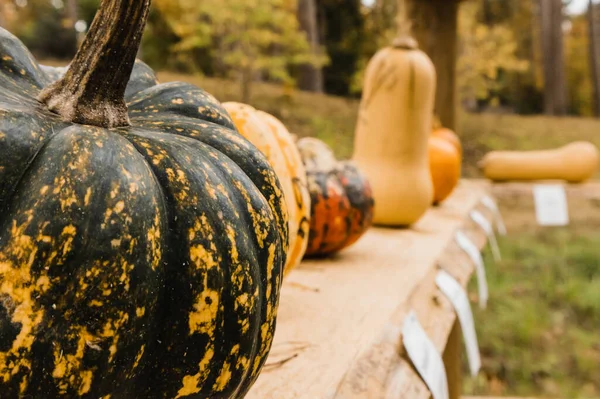 Uma Fileira Diferentes Tipos Abóboras Perfeito Para Halloween — Fotografia de Stock