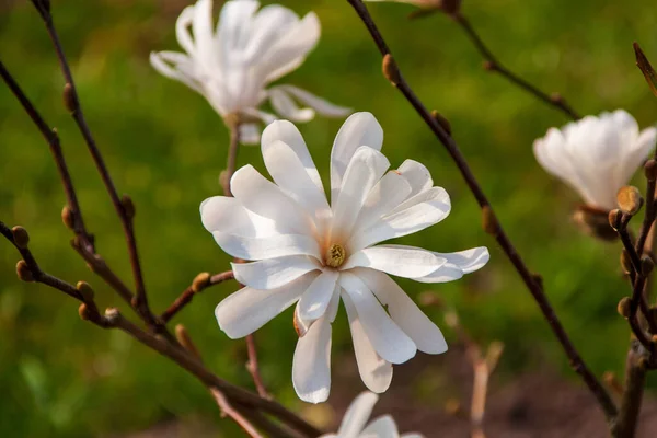 Majestoso Close Uma Flor Magnólia Estrela Branca Com Pétalas Iluminadas — Fotografia de Stock