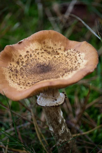 Plan Sélectif Champignons Sauvages Poussant Dans Une Forêt — Photo