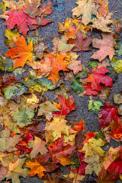 地面にカラフルな秋の葉 — ストック写真