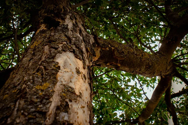 Plan Angle Bas Grand Tronc Arbre Vert Branches — Photo