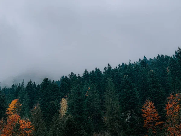 Prachtig Herfstlandschap Met Kleurrijke Sparren Bomen Een Bos Onder Bewolkte — Stockfoto