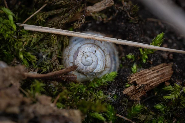 Eine Selektive Fokusaufnahme Einer Schnecke Auf Dem Moosbedeckten Boden — Stockfoto