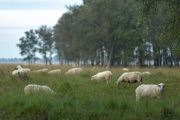 Ovejas Pastando Páramos Pastizales Entre Abedules Bosques Fondo —  Fotos de Stock