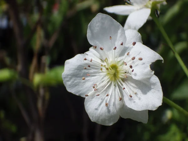 Close Shot Flower Cherry Tree Spring — Stock Photo, Image