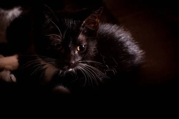 Zbliżenie Ujęcie Czarnego Kociaka Twarz — Zdjęcie stockowe
