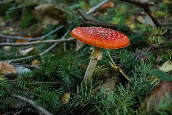 針と枝に囲まれた森の中で栽培された赤いフライアガリックキノコ — ストック写真