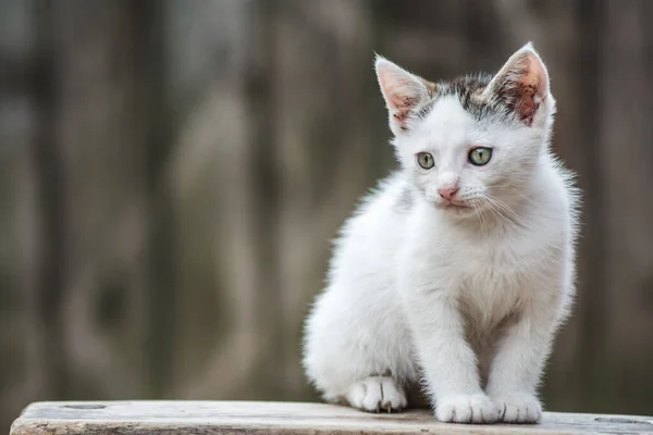 Eine Nahaufnahme Eines Niedlichen Kleinen Häuslichen Kätzchens — Stockfoto