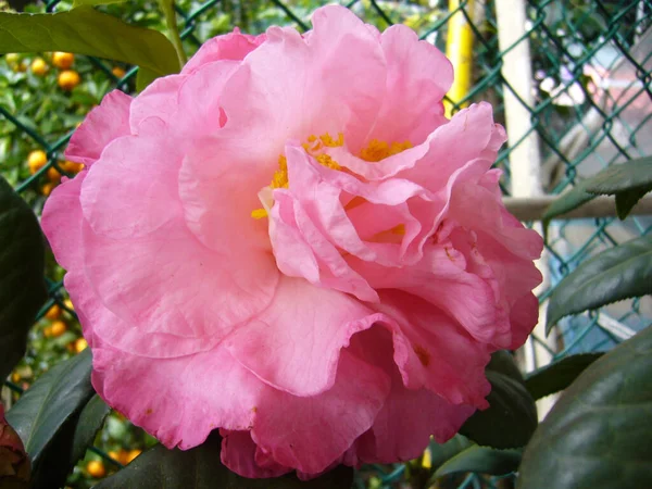 Tiro Foco Seletivo Uma Bela Flor Camélia Rosa Cercada Por — Fotografia de Stock