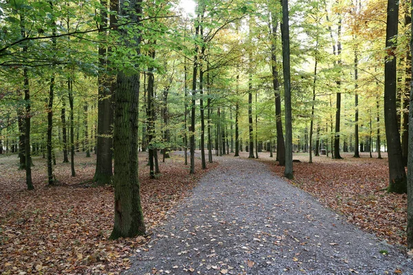 Una Bella Foresta Faggi Alla Luce Del Mattino — Foto Stock