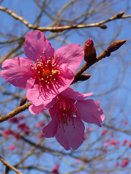 Une Mise Point Sélective Belles Fleurs Cerisier Sous Ciel Bleu — Photo