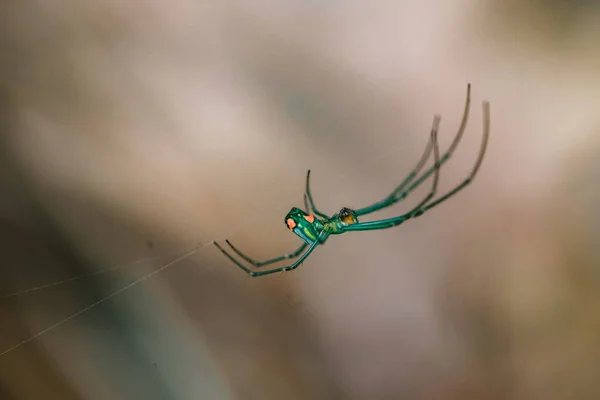 Primo Piano Ragno Sulla Sua Ragnatela — Foto Stock