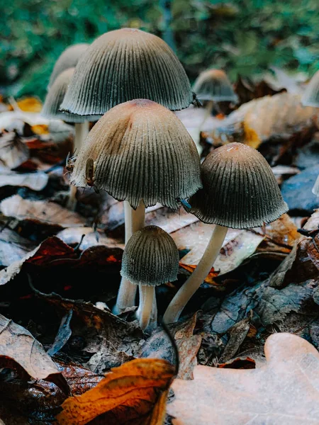 Eine Vertikale Nahaufnahme Kleiner Dünner Pilze Auf Dem Waldboden — Stockfoto