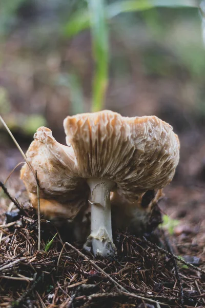 튀링겐 지대에 버섯의 — 스톡 사진