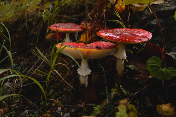 在被树叶环绕着的森林地面上的苍蝇不可知论蘑菇的特写 — 图库照片