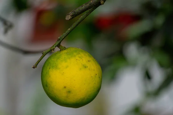 在模糊的背景上 一个成熟的柠檬在树枝上的特写 — 图库照片