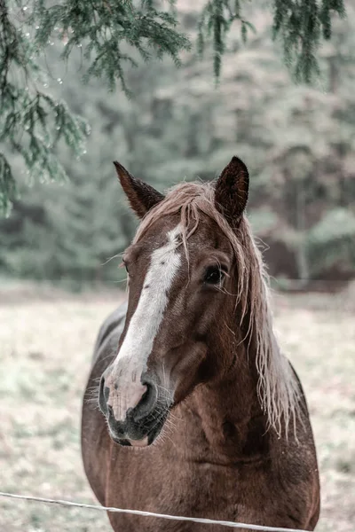 Een Verticaal Schot Van Een Bruin Paard Met Een Witte — Stockfoto