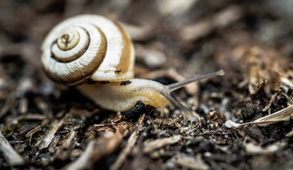 Gros Plan Escargot Sur Sol — Photo