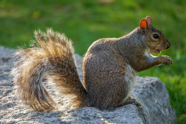 Closeup Shot Squirrel Ground Zoo — Stock Photo, Image