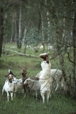 Group of goats browsing and foraging in grassland meadow heather moorland landscape with one standing upright against a birch tree with forest behind clipart
