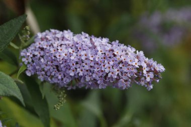 A selective focus shot of a buddleia flower clipart
