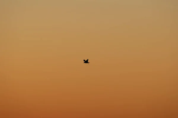 Silhouette Bird Flying Sunset Dusk — Stock Photo, Image