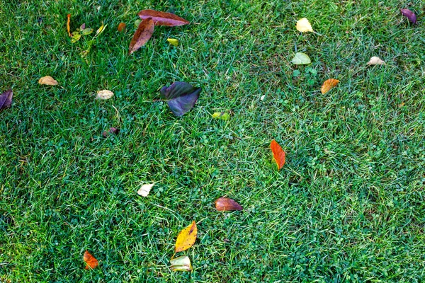 Een Bovenaanzicht Van Kleurrijke Droge Bladeren Het Gras — Stockfoto