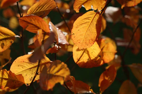 Une Prise Vue Sélective Des Feuilles Automne Colorées Sur Les — Photo