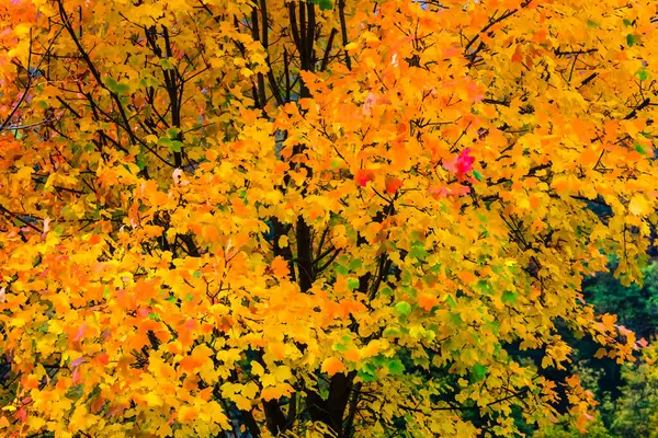 Ein Hochwinkel Schuss Gelber Herbstblätter Auf Einem Baum — Stockfoto
