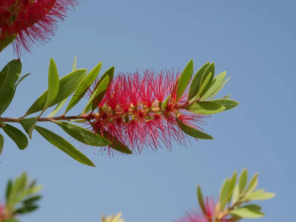 Nízký Úhel Záběru Květin Callistemon Stromě Během Dne — Stock fotografie