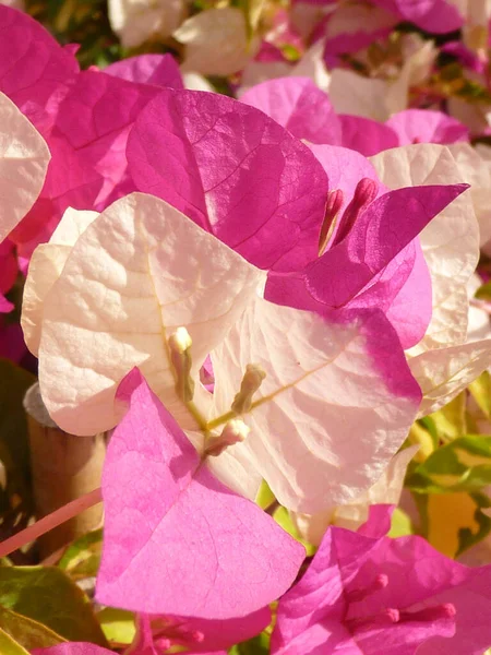 Närbild Rosa Bougainvillea Blomma Med Ljus Och Ljusa Kronblad — Stockfoto