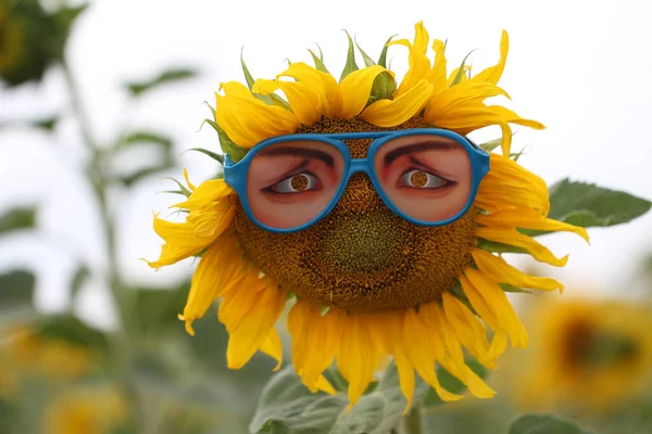 Primer Plano Gafas Sol Divertidas Girasol Campo Durante Luz Del — Foto de Stock